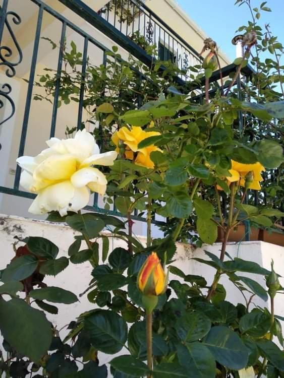 Rosegarden Villa Sámi Eksteriør bilde