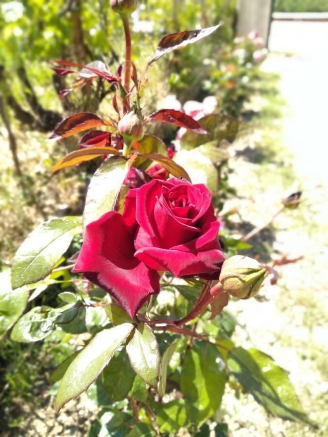 Rosegarden Villa Sámi Eksteriør bilde
